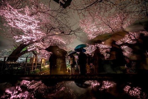 People walking under blooming illuminated cherry trees at night, Japanese cherry blossoms in