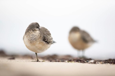 Red Knot (Calidris canutus) resting on shoreline, Mecklenburg-Western Pomerania, Germany