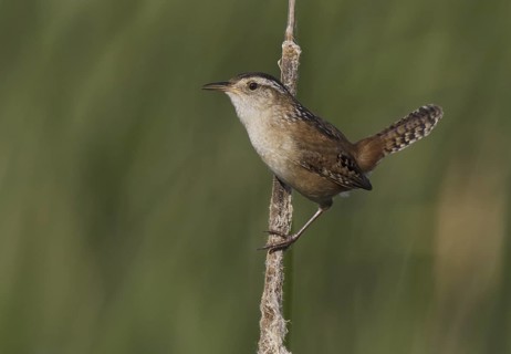 Marsh Wren (Cistothorus palustris), Ohio, USA