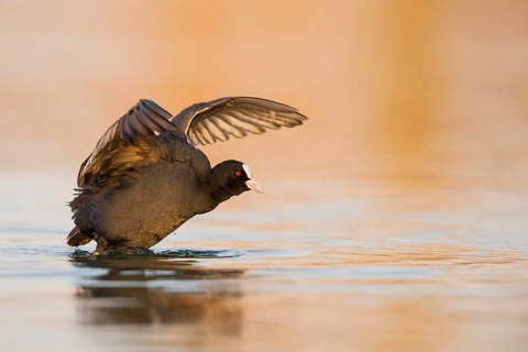 Eurasian Coot (Fulica atra) flapping, Rhineland-Palatinate, Germany