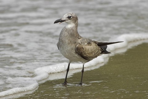 Laughing Gull (Leucophaeus atricilla), Costa Rica