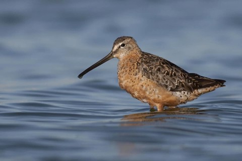 Short-billed Dowitcher (Limnodromus griseus), California, USA