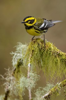 Townsend's Warbler (Dendroica townsendi) perched on a branch in Victoria, BC, Canada