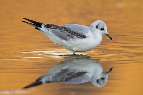 Black-headed Gull (Chroicocephalus ridibundus) juvenile, Madrid, Spain