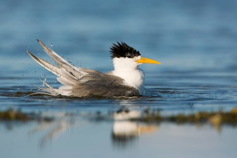 Greater Crested Tern (Thalasseus bergii) bathing, Victoria, Australia