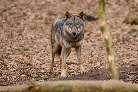 Wolf standing attentively on leafy ground and looking straight ahead, Wolf (Canis Lupus), Germany