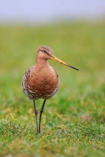 Black-tailed Godwit (Limosa limosa) foraging, Netherlands