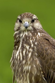 Saker Falcon (Falco cherrug), North Rhine-Westphalia, Germany