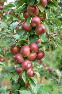 Columnar apple (Malus domestica FLAMENCO), Bundessortenamt Prüfstelle Wurzen, Federal Republic of