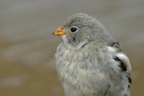 Snow Bunting (Plectrophenax nivalis), female, Alaska, USA