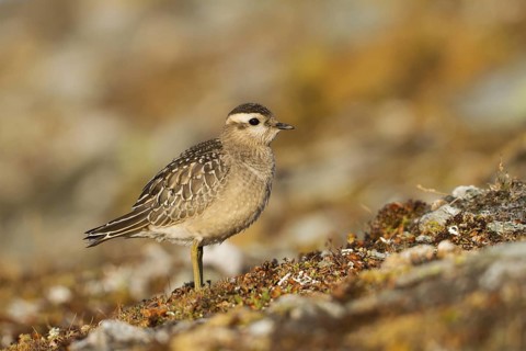 Eurasian Dotterel (Charadrius morinellus), Switzerland