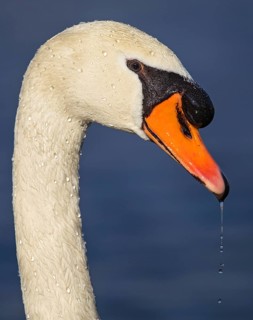 Mute Swan (Cygnus olor), Baden-Wuerttemberg, Germany