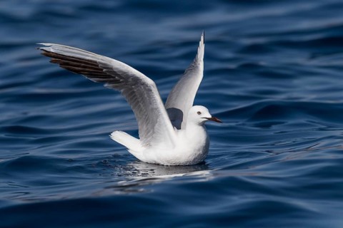 Slender-billed Gull (Chroicocephalus genei), Eilat, Israel