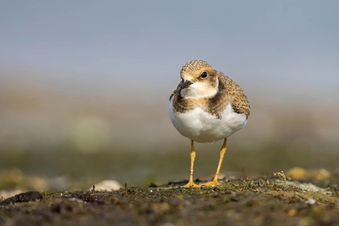 Little Ringed Plover (Charadrius dubius) juvenile, North Rhine-Westphalia, Germany