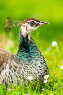 Indian peafowl (Pavo cristatus) on a meadow, portrait, Germany