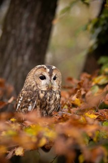 Tawny Owl (Strix aluco) captive, Baden-Wuerttemberg, Germany