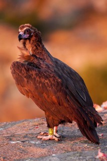 Cinereous Vulture (Aegypius monachus), Madrid, Spain