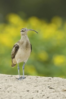 Bristle-thighed Curlew (Numenius tahitiensis), Hawaii, USA