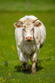 Cattle (Bos taurus) on a meadow, autumn, Bavaria, Germany