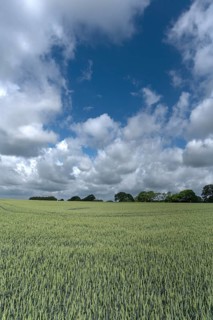 Unripe wheat (Triticum aestivum), cloudy sky, Mecklenburg-Western Pomerania, Germany
