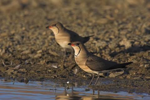 Collared Pratincole (Glareola pratincola), Extremadura, Spain