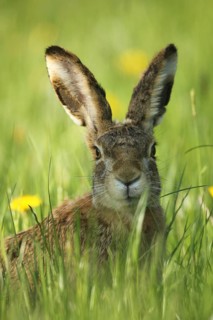 European hare (Lepus europaeus) portrait, secured in the meadow, Allgäu, Bavaria, Germany, Lower