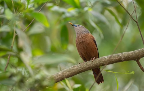 A chestnut-tailed starling (Sturnia malabarica) on tree branch, Sreepur, Gazipur, Bangladesh