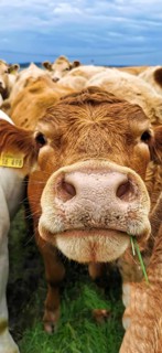A curious cow stands in the foreground on a pasture under cloudy sky