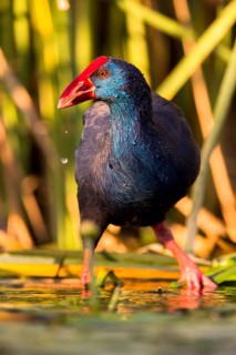 Western Swamphen (Porphyrio porphyrio) foraging, Extremadura, Spain
