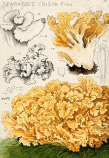 Mushroom, fungus, Wood Cauliflower fungus or fat hen, Wood Cauliflower crispa, authentic
