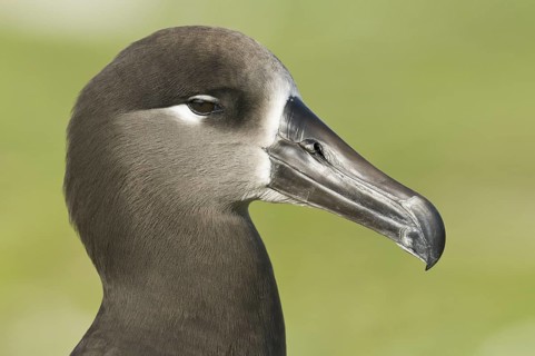 Black-footed Albatross (Phoebastria nigripes), Hawaii, USA