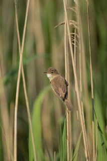 Eurasian reed warbler (Acrocephalus scirpaceus) adult bird on the edge of a reedbed, Lincolnshire,