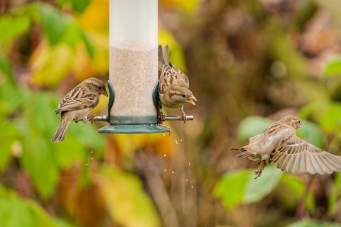 Group of house sparrows (Passer domesticus) competing for food at a hanging garden bird feeder,