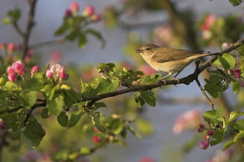 Garden Warbler (Sylvia borin), Rhineland-Palatinate, Germany