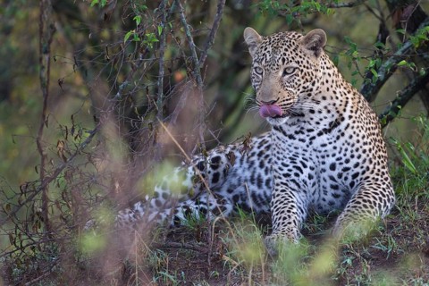 Leopard (Panthera pardus) adult lying on ground licking its jaws, Masai Mara, Kenya