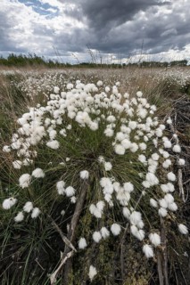 Sheath cottongrass (Eriophorum angustifolium), Emsland, Lower Saxony, Germany