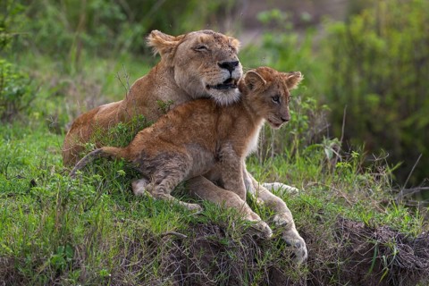Lioness (Panthera leo) motherly love, South Africa