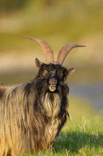 Wild or Feral goat (Capra aegagrus hircus) adult animal in mountain grassland in summer, Scotland,