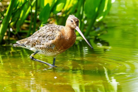 A bird standing in the water, surrounded by green vegetation, black-tailed godwit (Limosa limosa),