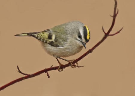 Golden-crowned Kinglet (Regulus satrapa), Saskatchewan, Canada