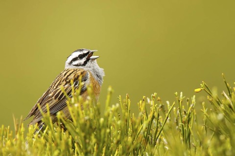 Rock Bunting (Emberiza cia) male, Avila, Spain