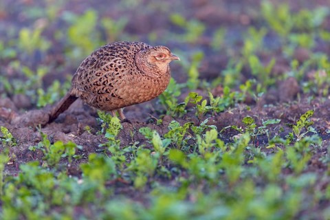 Fasan, Common Pheasant, Pheasant, Ring-necked Pheasant, Phasianus colchicus, Faisan de Colchide,
