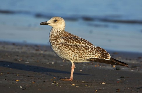 Lesser Black-backed Gull (Larus fuscus heuglini), Seeb Batinah, Oman