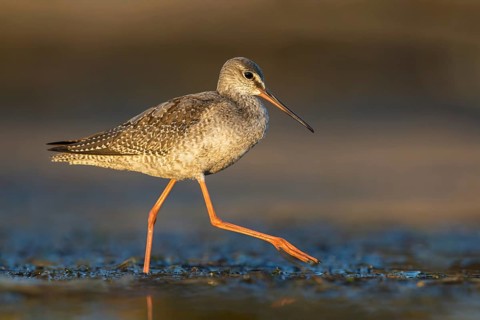 Spotted Redshank (Tringa erythropus) foraging, Poland