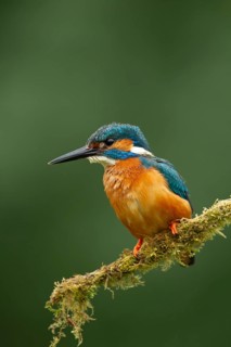 Common kingfisher (Alcedo atthis) adult male bird on a moss covered tree branch, England, United