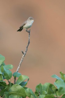 Uppchers Warbler - Dornspötter - Hippolais languida, Kyrgyzstan