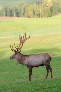 An Altai maral stag or Altai moose (Cervus canadensis sibiricus) stands in a meadow in the first