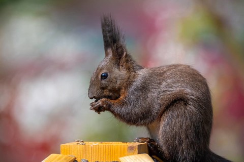 Eurasian red squirrel (Sciurus vulgaris), melanistic animal, also known as black squirrel, sits on