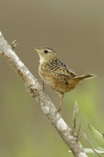 Sedge Wren (Cistothorus platensis), Texas, USA