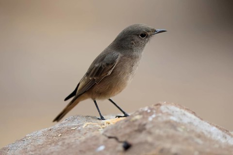 Rusty-tailed Wheatear, (Oenanthe familiaris), adult, alert, Mountain Zebra National Park, South